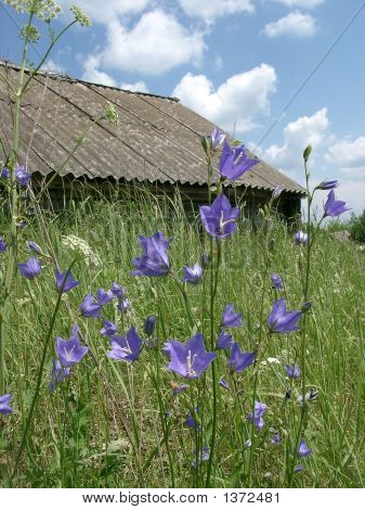 Bell-Blumen