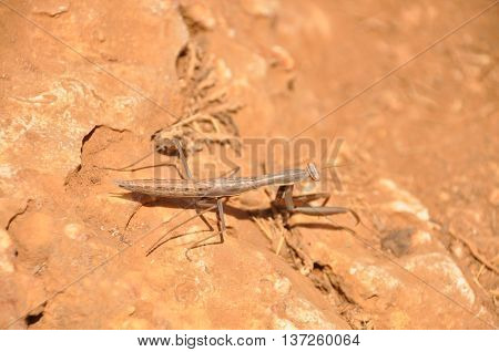 A large mantid crawling on sandy ground