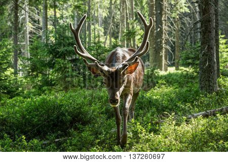 Portrait of majestic powerful adult red deer cervus elaphus among the trees in a forest in Sumava Bohemia Czech republic