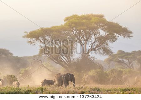 Elephant herd in Amboseli national park in Kenya., Africa.