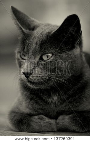 feline cat short haired silver grey serene