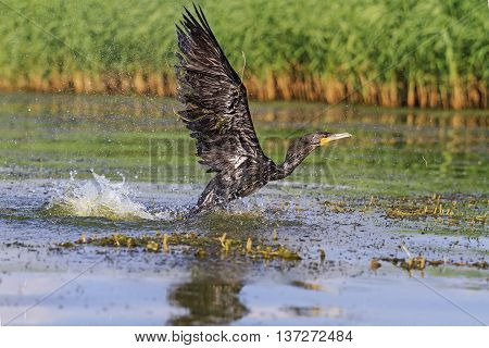 Black Bird and thousands spray cormorant, a bird in the water, wings, flight