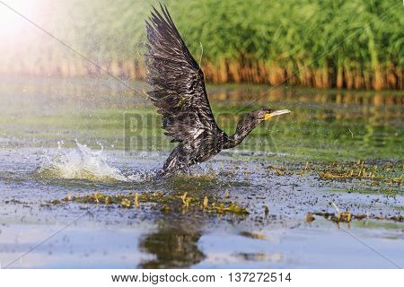 Black Bird and thousands spray cormorant, a bird in the water, wings, flight with sunny hotspot