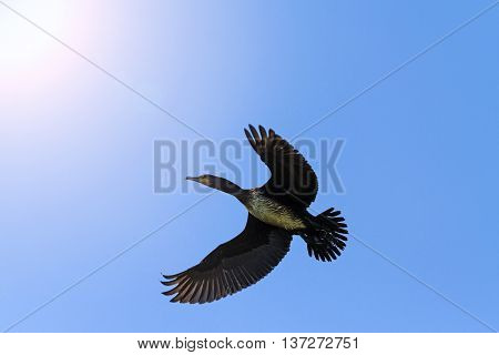 Cormorant flying in the blue sky, a black bird in flight, opened wing with sunny hotspot