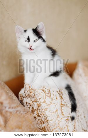 Funny angry kitten Harlequin color at home