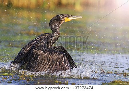 Cormorant with spread wings, river, black bird, Action, unique moment, flying, splashing with sunny hotspot