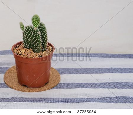 Opuntia microdasys or Bunny ears cactus flowerpot on striped tablecloth