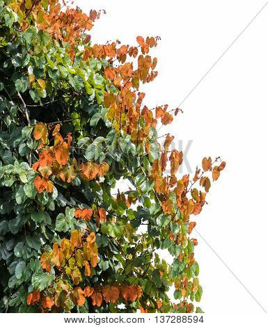 Gold Leaf Bauhinia Aureifolia tree on white background