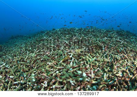 Coral bleaching: dead reef from climate change, global warming, pollution and overfishing