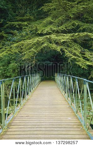A woodwn bridge in the forest on summer day