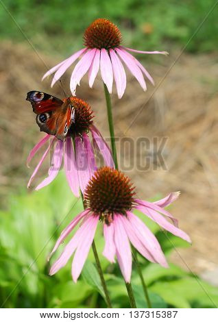 Mahaon Butterfly Sitting In The Middle Of Three Pink Flowers Of Echinacea