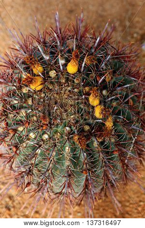 barrel cactus fishhook spines Arizona desert landscape