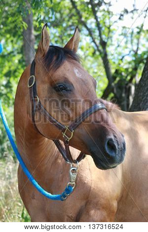 buckskin mare halter brown bay equine horseback riding