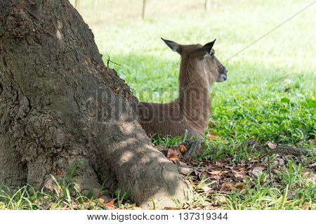 Bushback In The Park