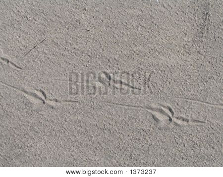 Printsinsand