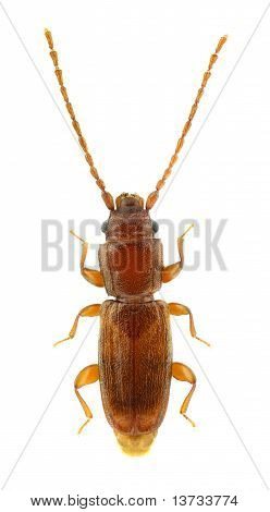 Placonotus Testaceus