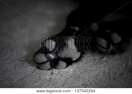 Black and white dog paw pads. Close-up view.