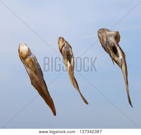 Three Gobies Fish Drying On Sun