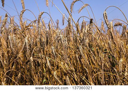 Agricultural Field On Which Grow Up Ready To Harvest Ripe Yellow Cereals