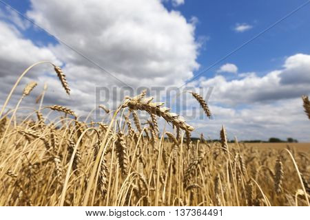 Photographed Agricultural Field On Which Grow Cereals, Wheat