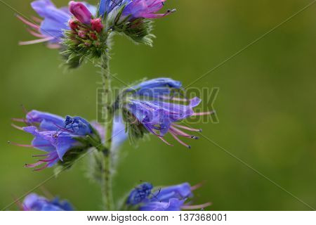 Flowers of a blueweed or viper bugloss (Echium vulgare)