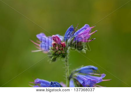 Flowers of a blueweed or viper bugloss (Echium vulgare)