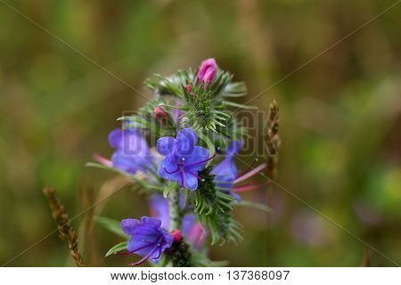 Flowers of a blueweed or viper bugloss (Echium vulgare)
