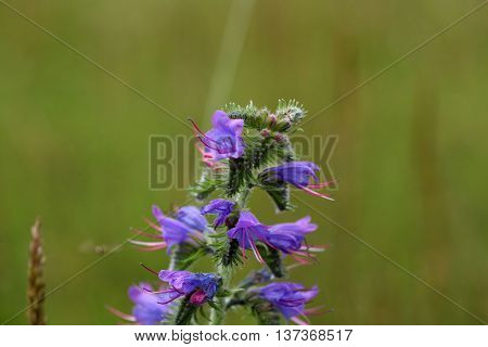 Flowers of a blueweed or viper bugloss (Echium vulgare)