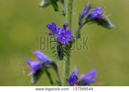 Flowers of a blueweed or viper bugloss (Echium vulgare)