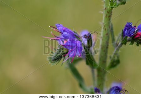 Flowers of a blueweed or viper bugloss (Echium vulgare)