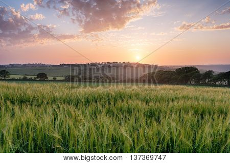 Barley Field