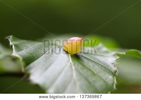 Gall of the gall fly Mikiola fagi on a common beech leaf.