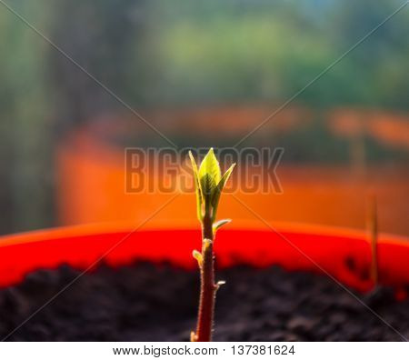 Macro of little sprout avocado Persea gratissima in a red flower pot on the window