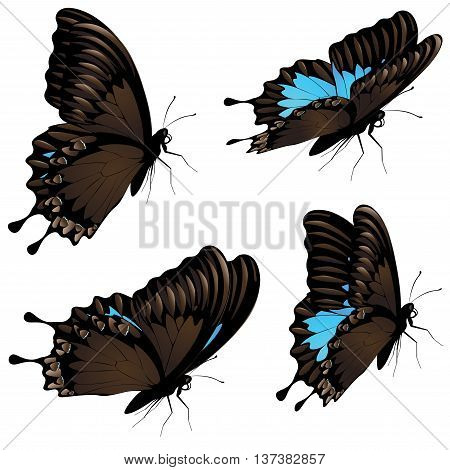 Mountain Swallowtail Set