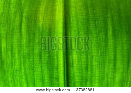 Texture Of Green Leaf Light Background, Closeup
