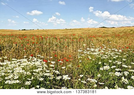 Wheat farmland in summer, agriculture in eastern Europe