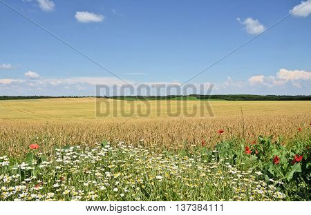 Wheat farmland in summer, agriculture in eastern Europe