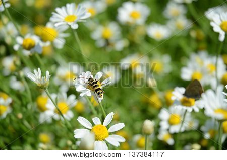 Daisy, a small European grassland plant which has flowers with a yellow disc and white rays