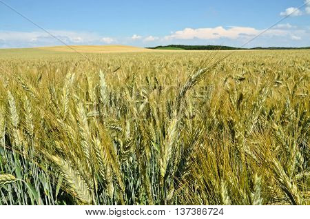 Huge barley field in summer, eastern Europe