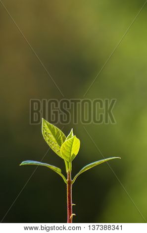Macro of little sprout avocado Persea gratissima on the window