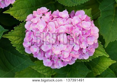 Pink hortensia (hydrangea) flower blooming in early July