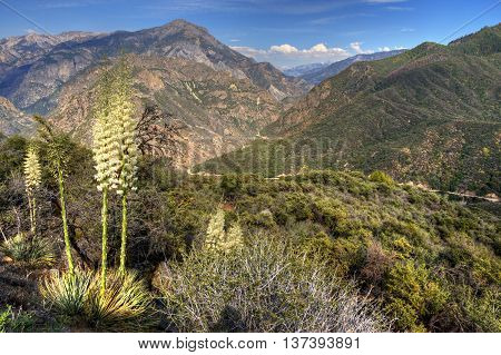 Scenic view of Kings Canyon National Park California USA