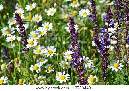 Wild flowers in the field in summertime