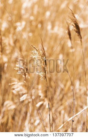 photographed close up autumn yellowed grass. autumn