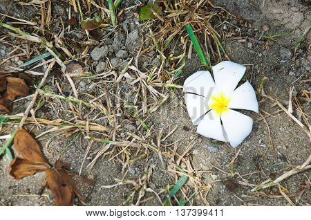 White plumeria flowers on ground, top view