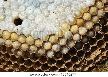Inside a wasp nest showing hexagonal chambers and larvae.