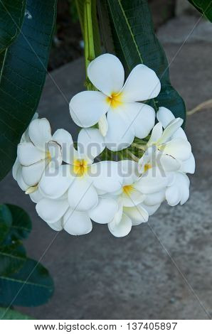 Beautiful white flower in thailand Lan thom flower