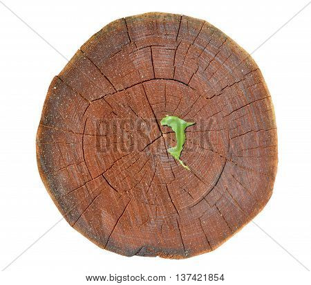 A close up of the cut of an cork tree (Phellodendron amurense). Isolated on white.