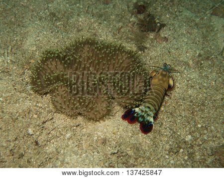 closed up the mantis shrimp in Myanmar divesite