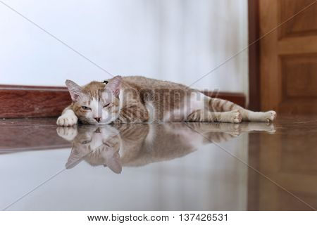 the salit cat is trying to sleep